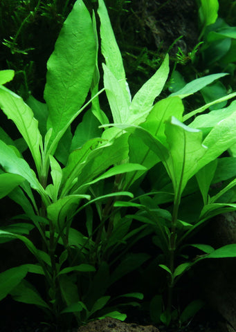 Hygrophila 'Siamensis 53B' Clip