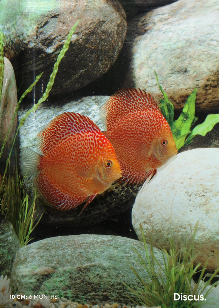 Stendker - Leopard - Red Leopard