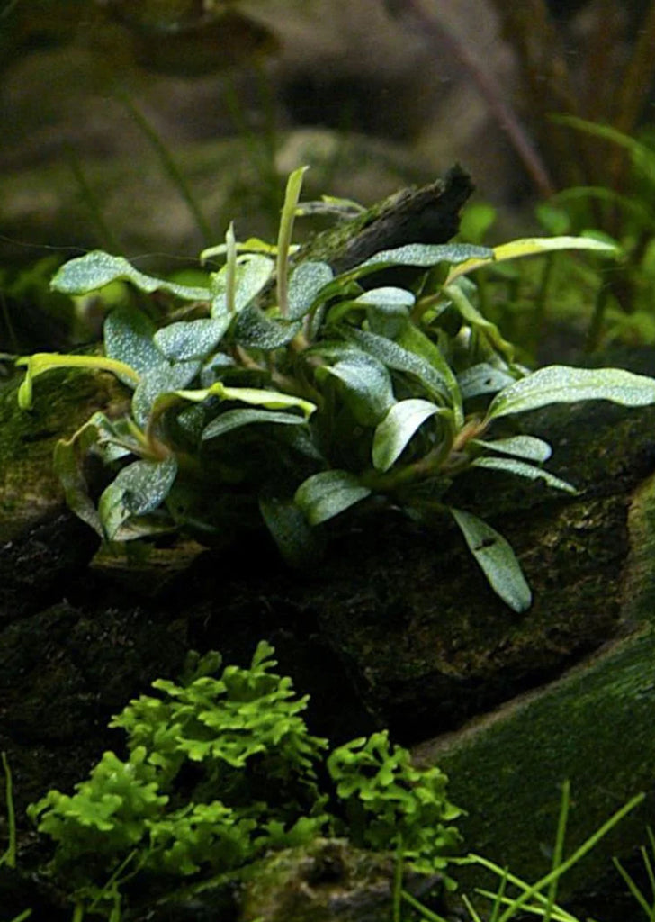 1-2-Grow! Buce. 'Needle Leaf'
