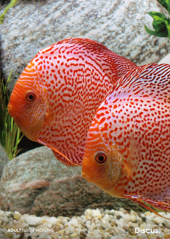Stendker - Leopard - Red Leopard fish from Diskuszucht Stendker products online in Dubai and Abu Dhabi UAE
