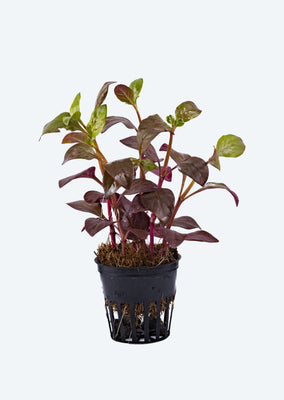 Alternanthera bettzickiana Red