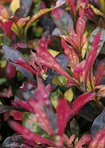 Alternanthera bettzickiana Red