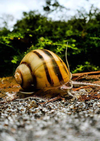 Spixi Snail