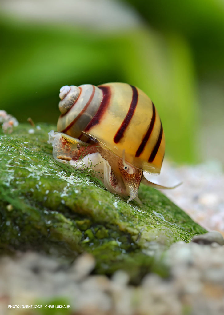 Spixi Snail