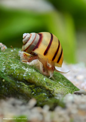 Spixi Snail