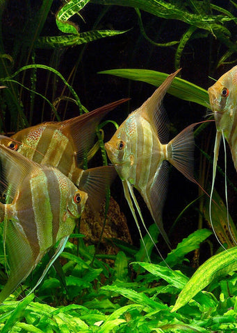 Atabapo Altum Angel