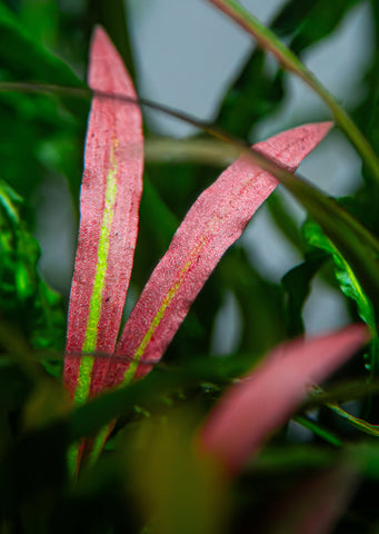 Cryptocoryne spiralis 'Red'