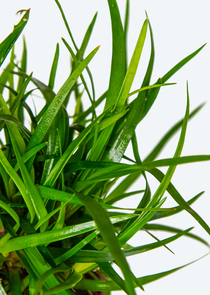 Eriocaulon sp. 'Vietnam'