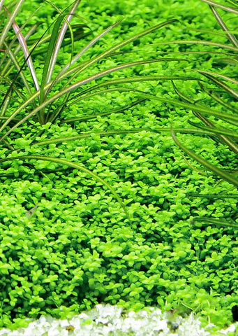 Hemianthus calithoides ‘Cuba'