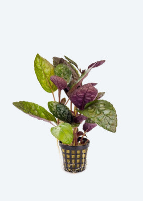 Hemigraphis colorata