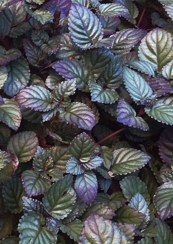 Hemigraphis colorata