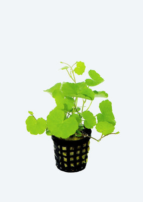 Hydrocotyle leucocephala