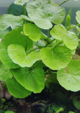 Hydrocotyle leucocephala