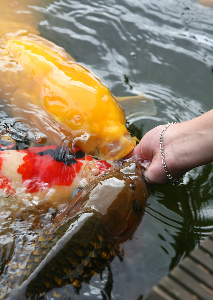 JBL ProPond Shrimp M