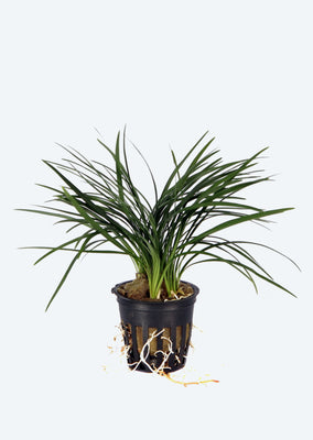 Ophiopogon jaburan 'Kyoto'