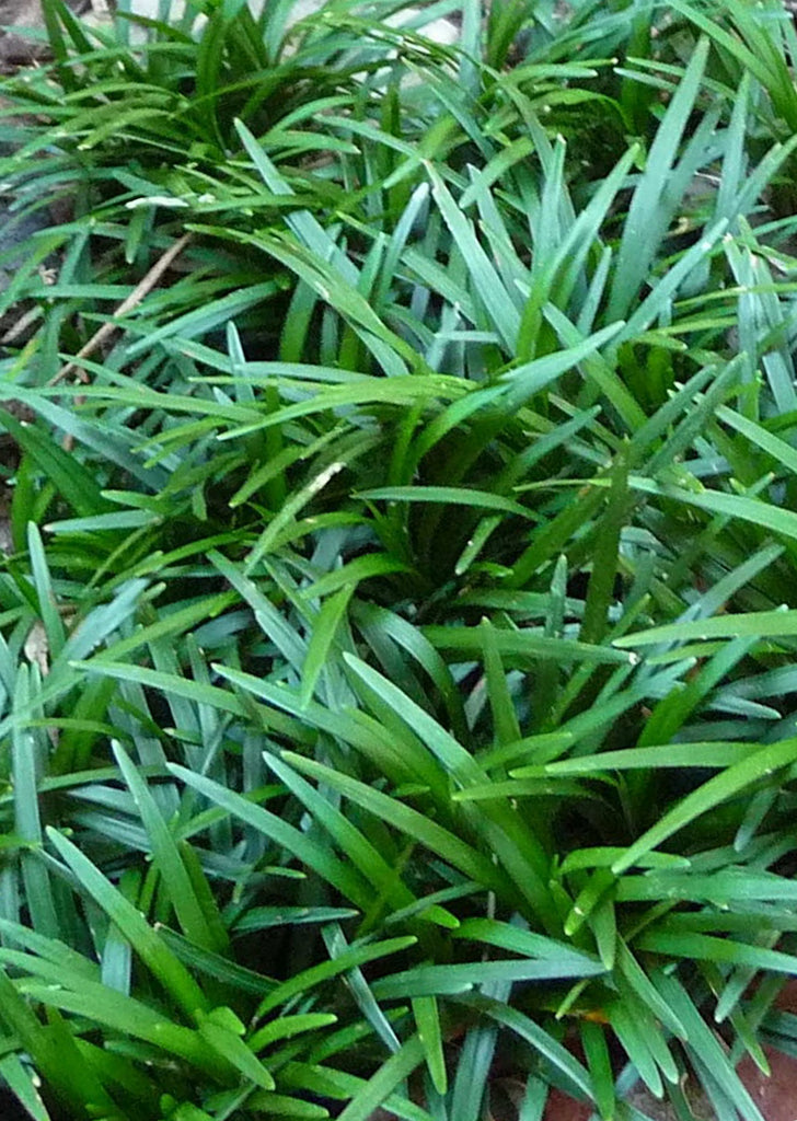 Ophiopogon jaburan 'Kyoto'