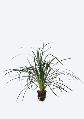 Ophiopogon japonicus