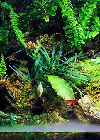 Ophiopogon japonicus