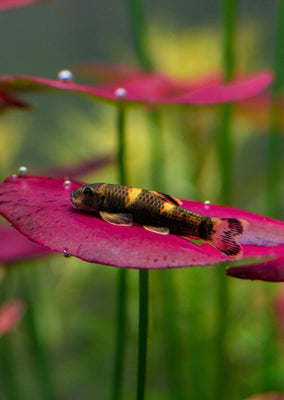 Panda Garra