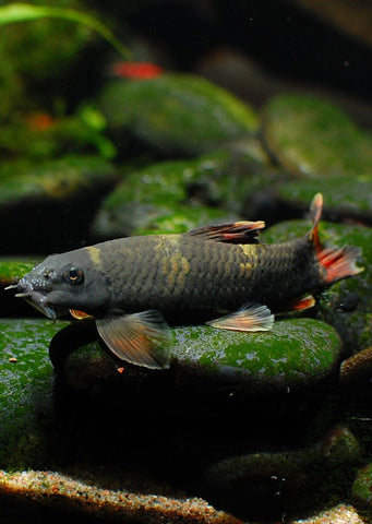 Panda Garra