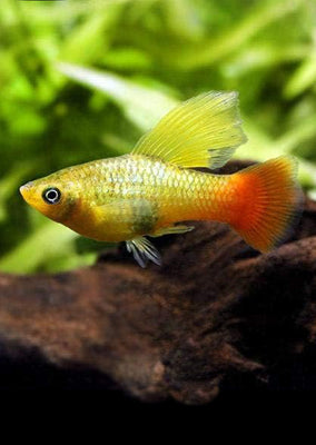 Parrot Variatus HiFin Platy