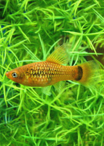 Parrot Variatus HiFin Platy