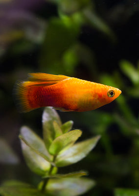 Sunset High-Fin Platy