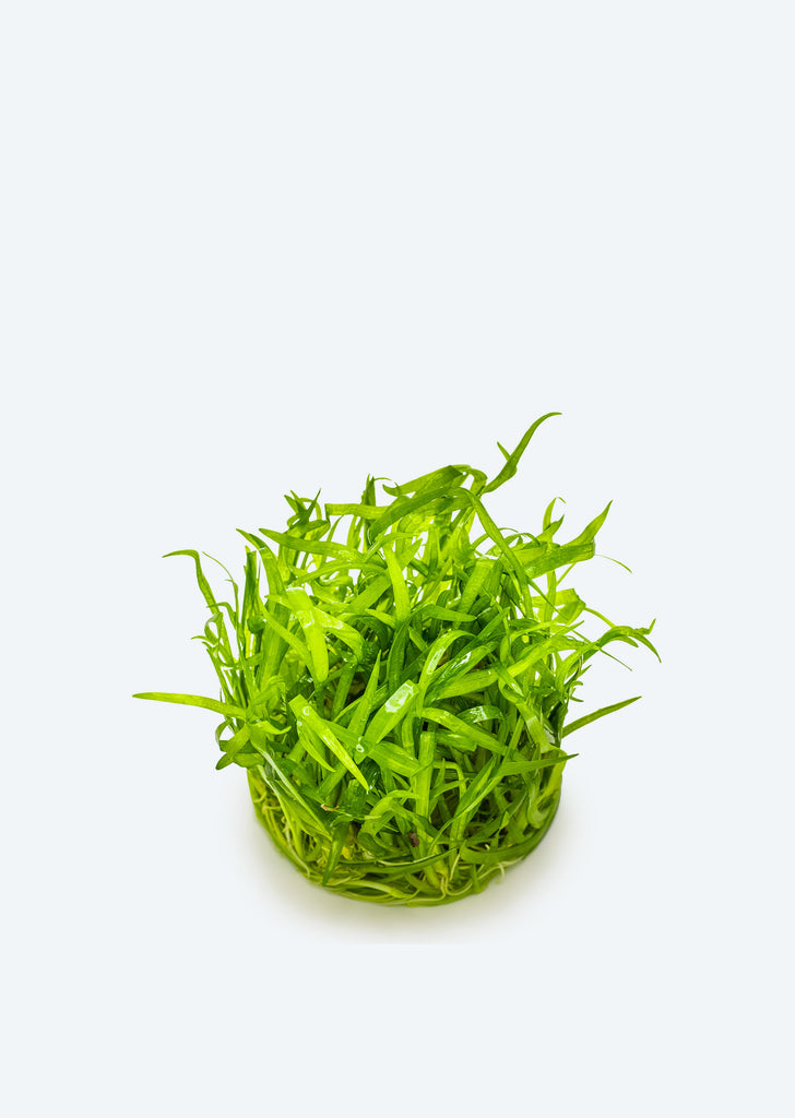 1-2-Grow! Sagittaria subulata