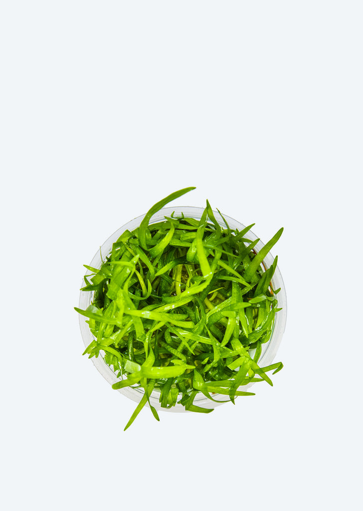 1-2-Grow! Sagittaria subulata
