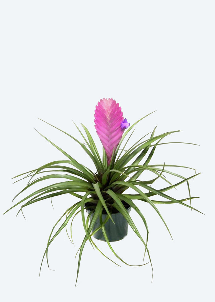 Wallisia cyanea (Tillandsia)
