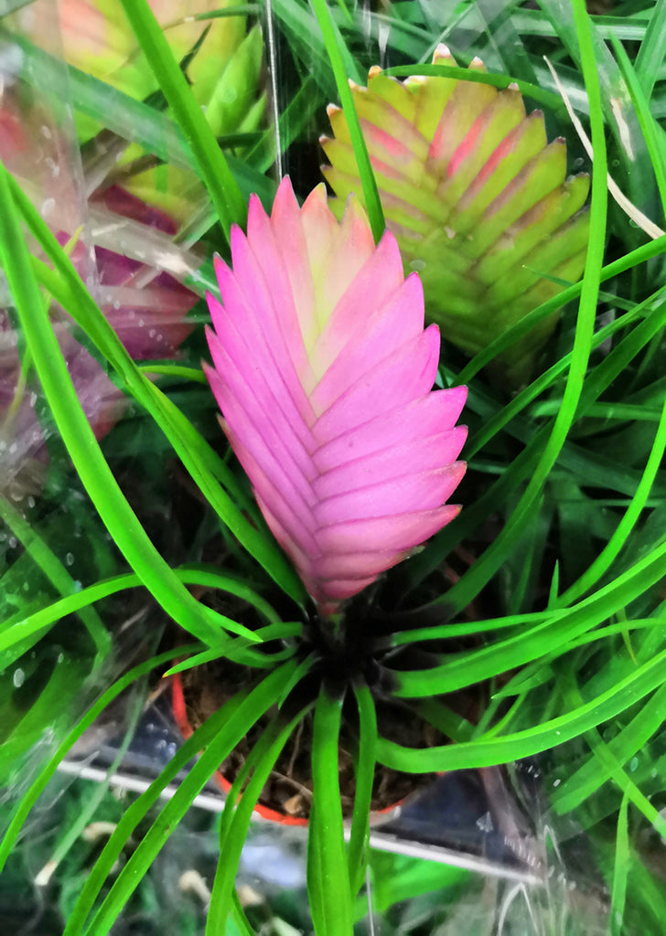 Wallisia cyanea (Tillandsia)