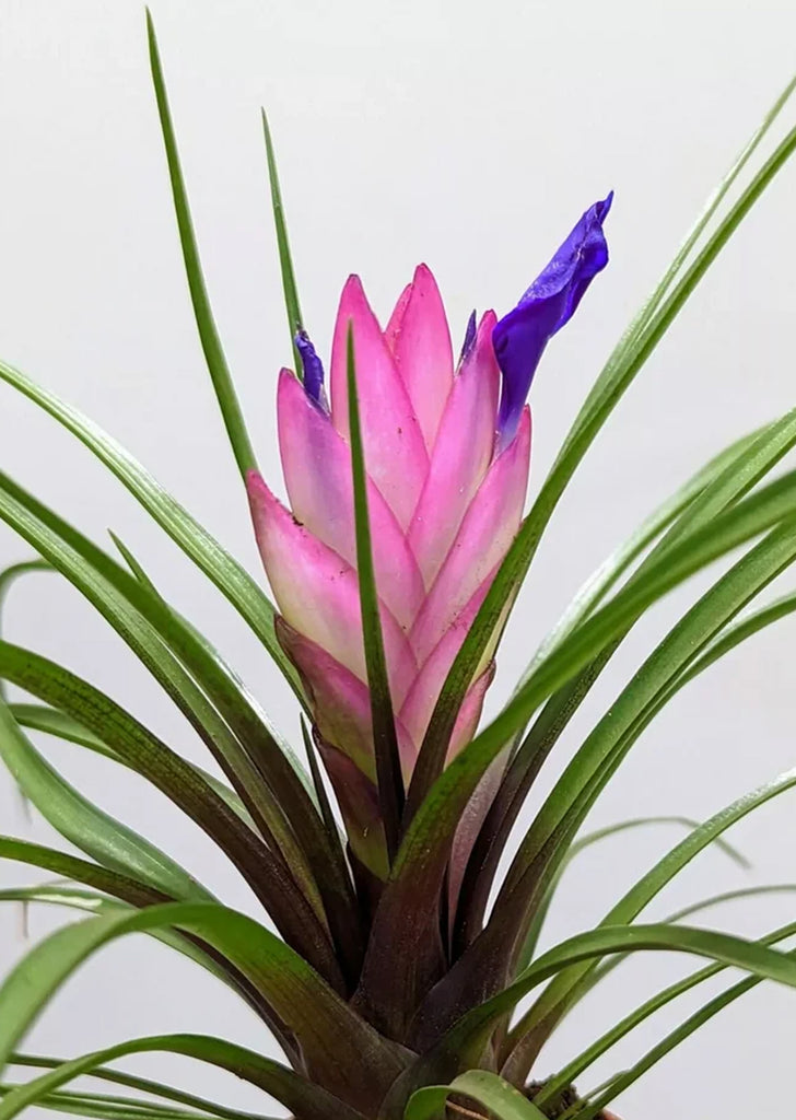 Wallisia cyanea (Tillandsia)