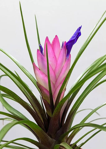 Wallisia cyanea (Tillandsia)