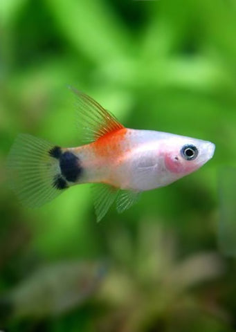 White Mickey HiFin Platy