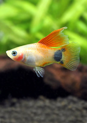 White Mickey HiFin Platy