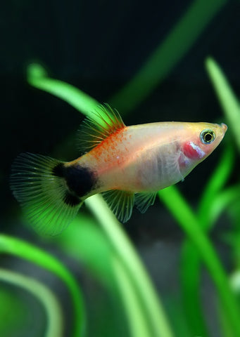 White Mickey Platy