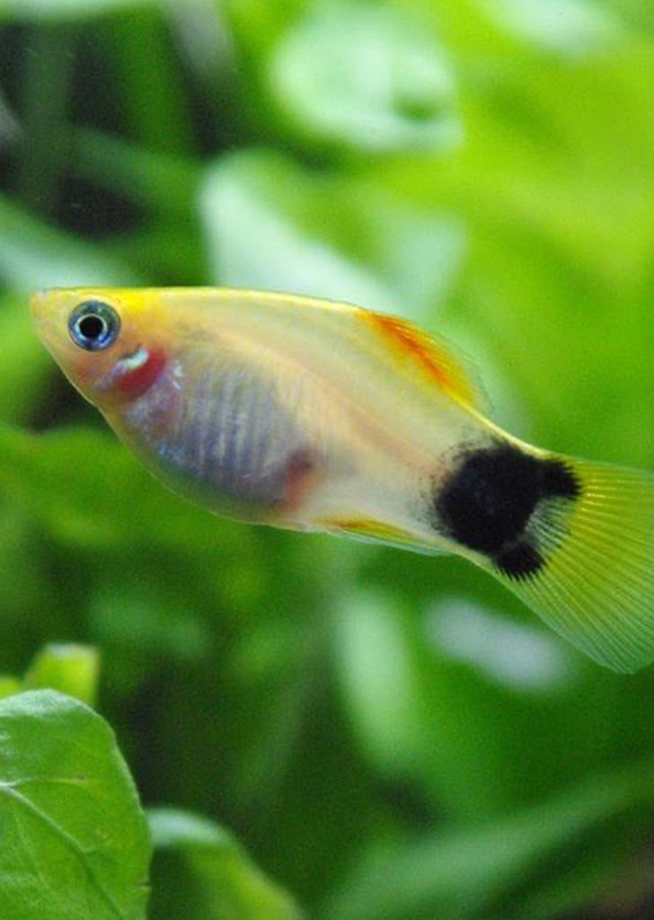 White Mickey Platy