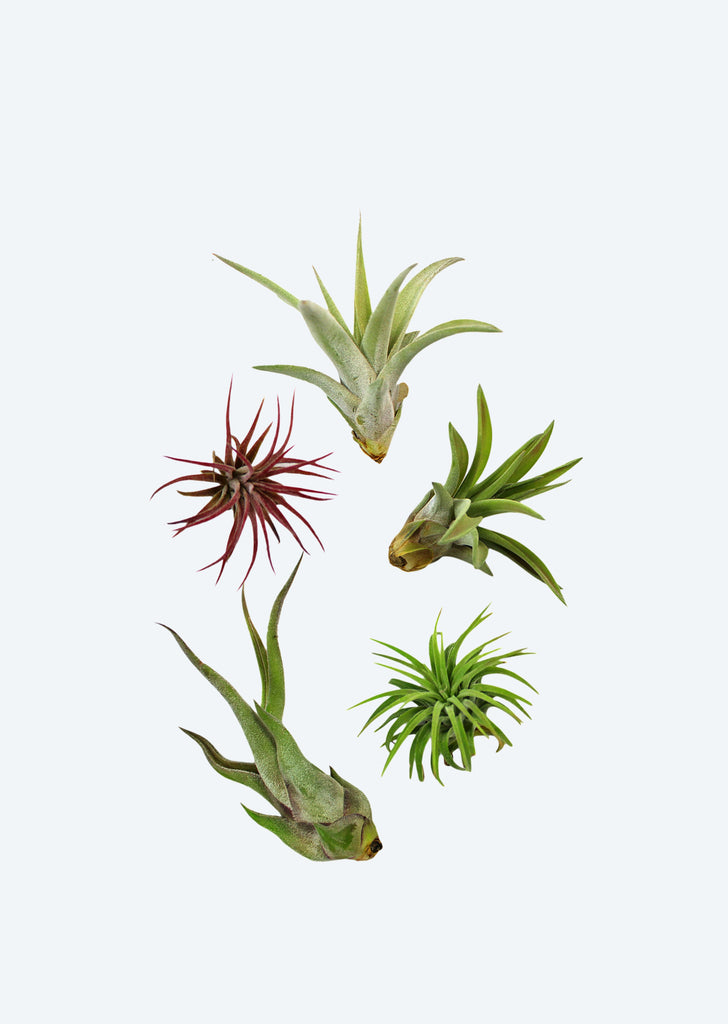 Air Plant Mix