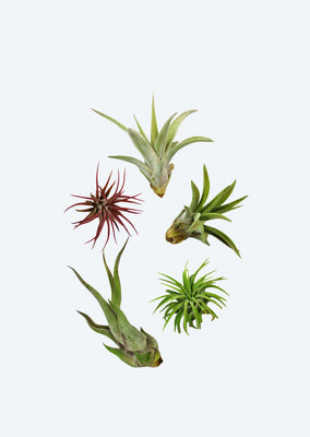 Air Plant Mix