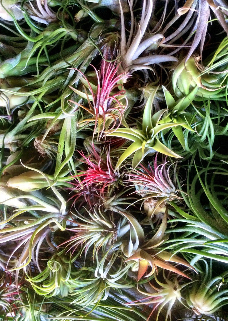 Air Plant Mix