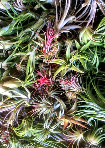 Air Plant Mix