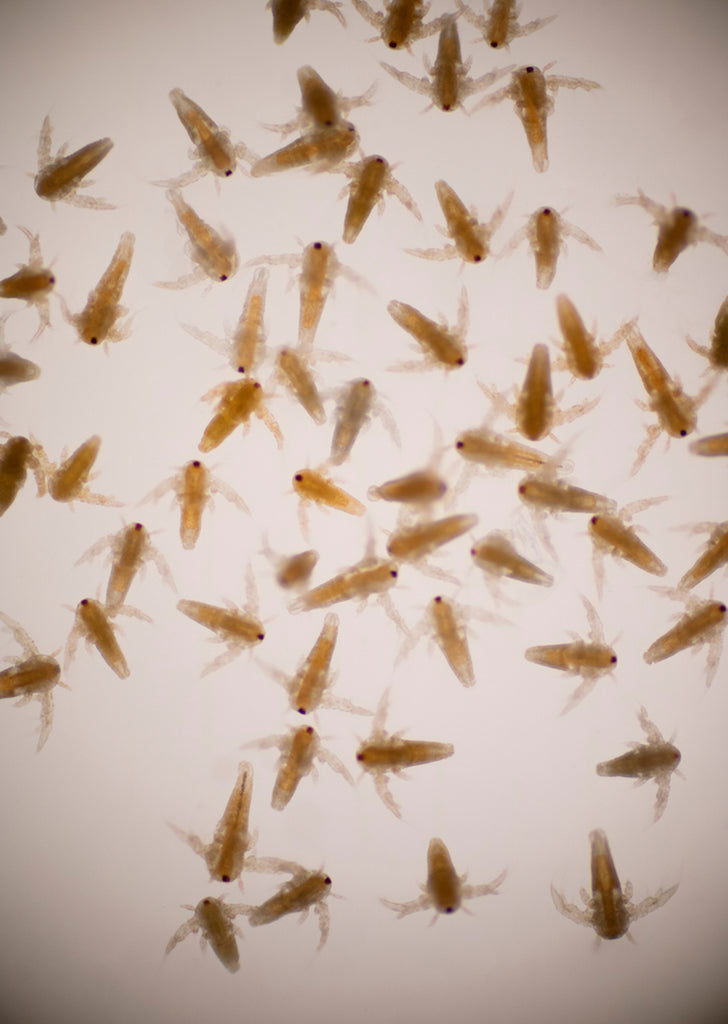 American Eagle Brine Shrimp Eggs