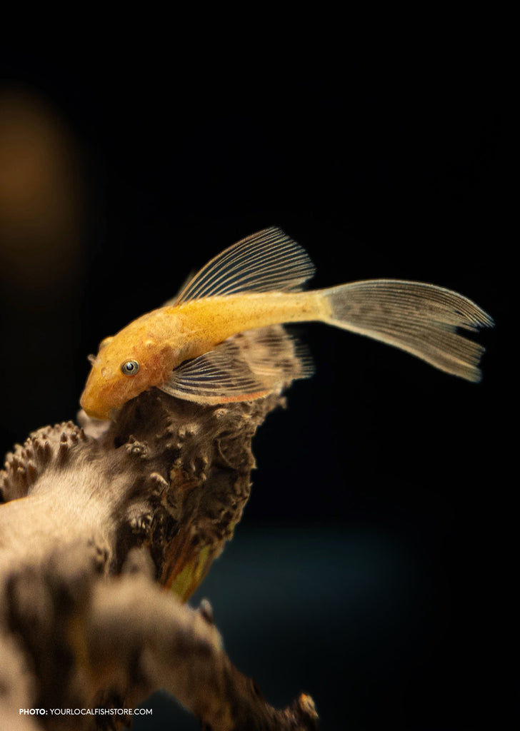 Ancistrus Gold Long-Fin