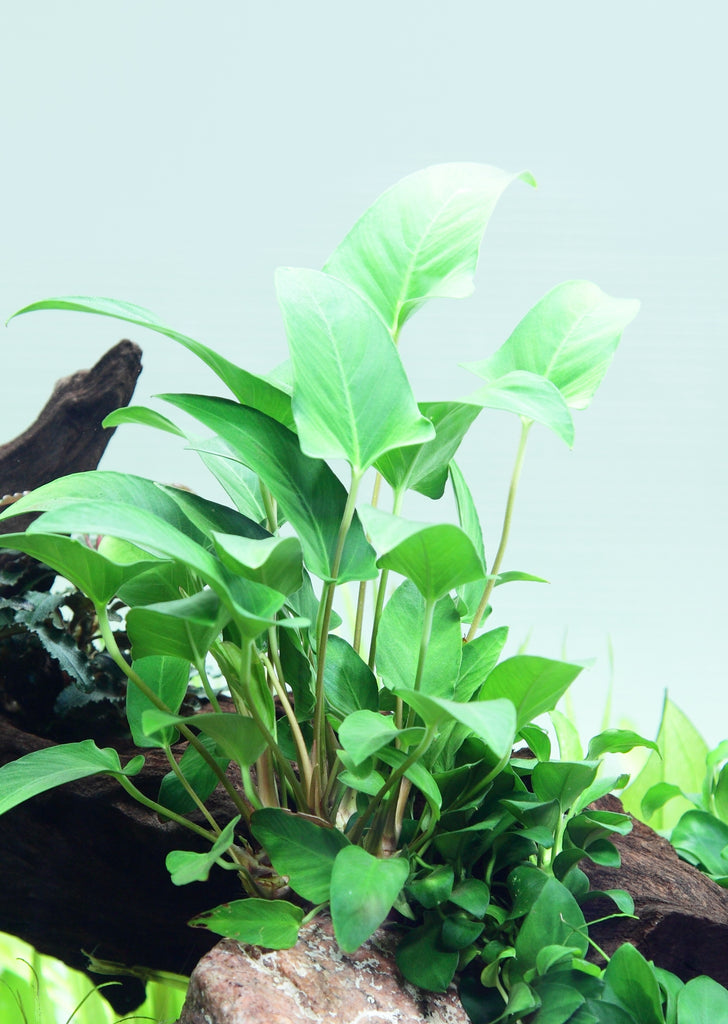 Anubias gracilis Clip