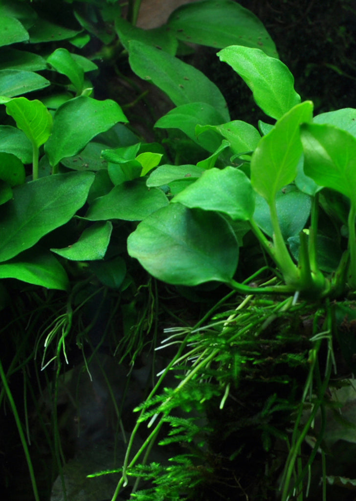Anubias 'Petite' Clip