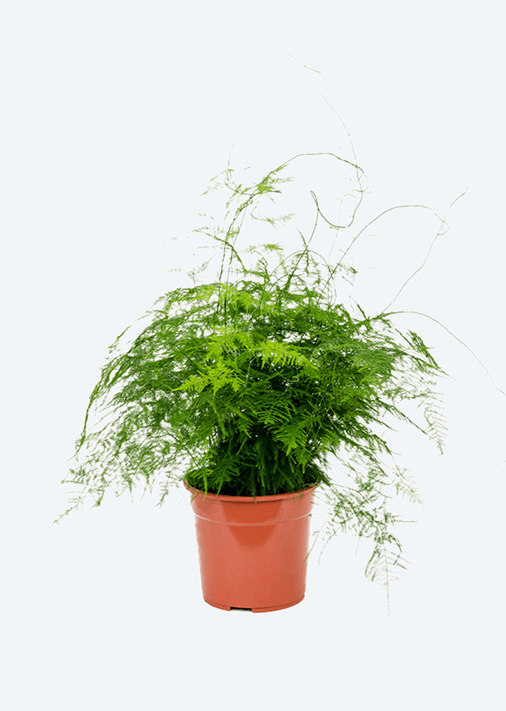 Asparagus Fern Mini