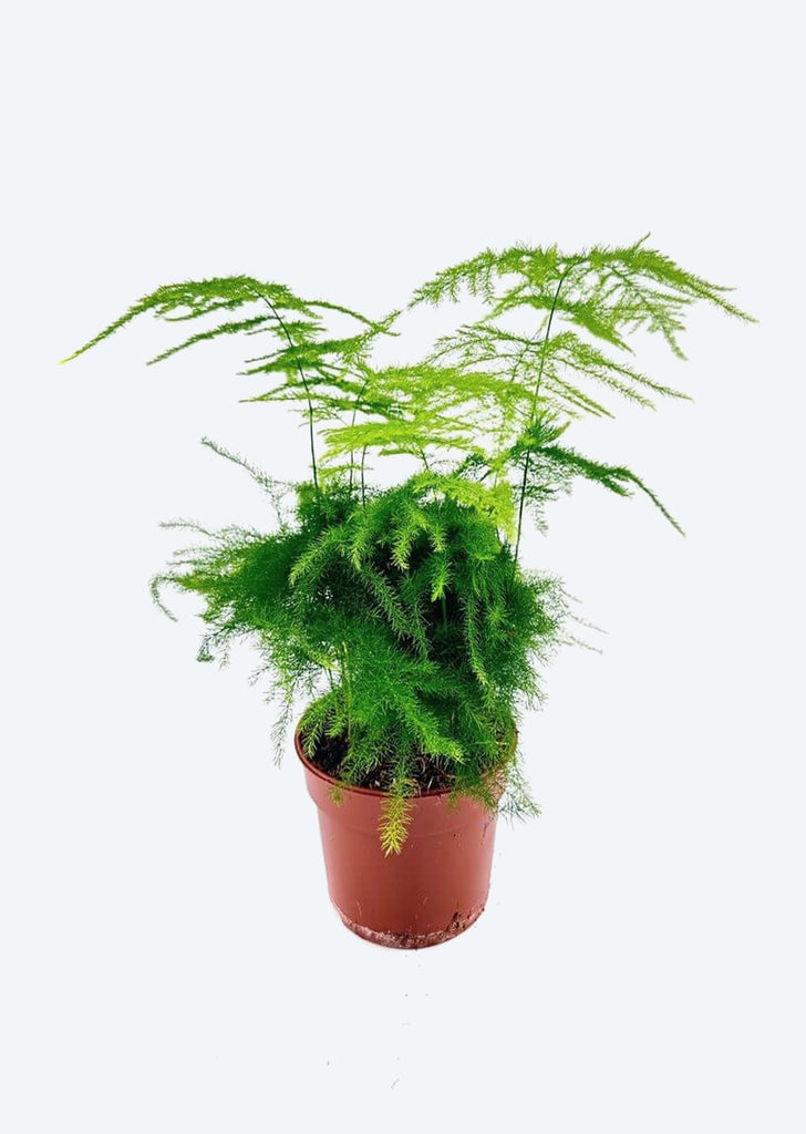 Asparagus Fern Mini