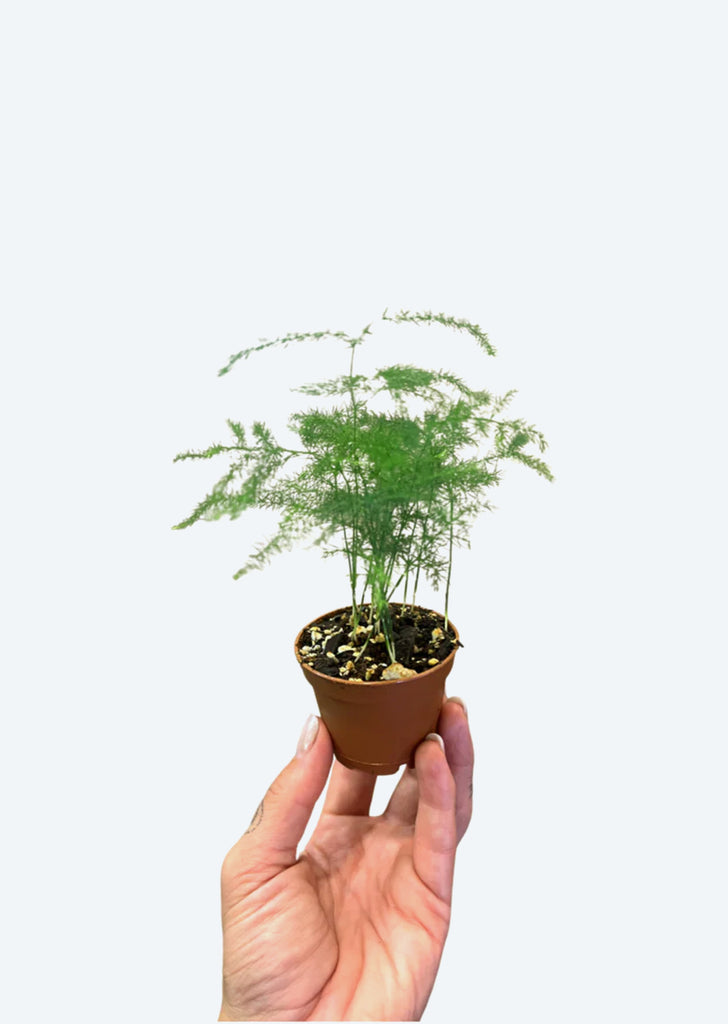 Asparagus Fern Mini