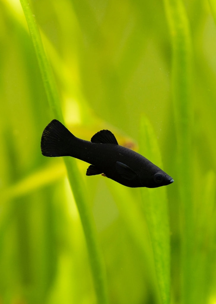 Black Molly