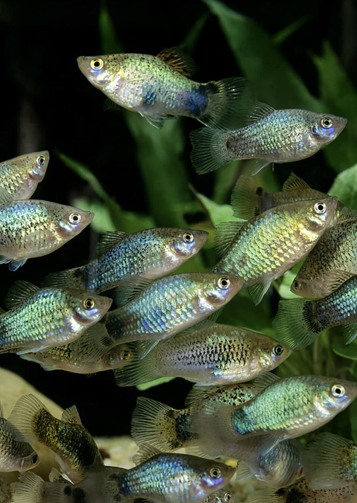 Blue Platy